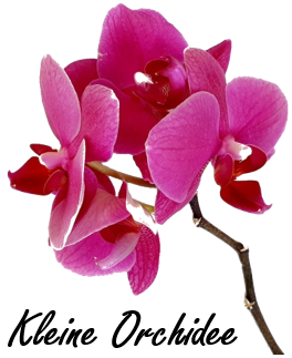 Kleine Orchidee